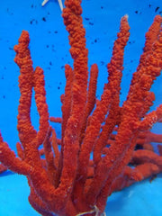 Axinella spp. (Tree Sponge)