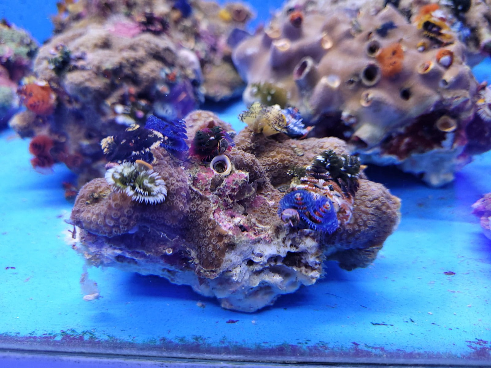 Spirobranchus spp. (+Rock) (Australia)