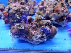 Spirobranchus spp. (+Rock) (Australia)