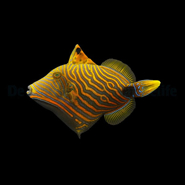 Balistapus undulatus