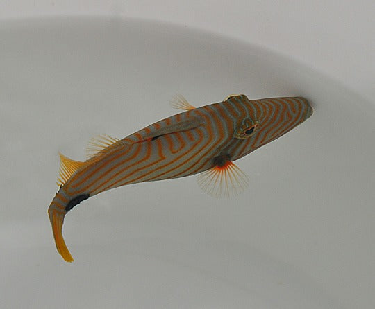 Balistapus undulatus