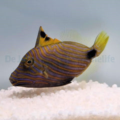 Balistapus undulatus