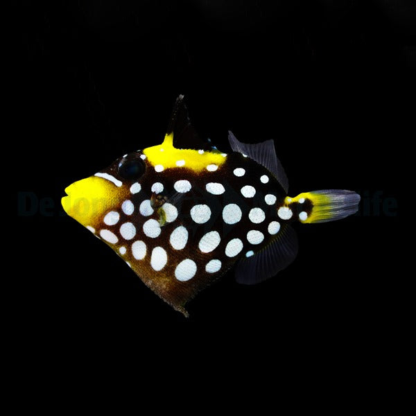 Balistoides conspicillum
