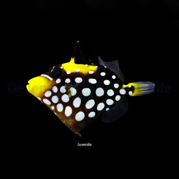 Balistoides conspicillum