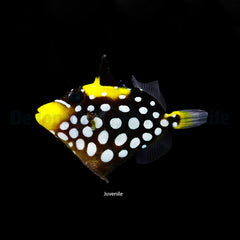 Balistoides conspicillum