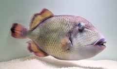 Balistoides viridescens