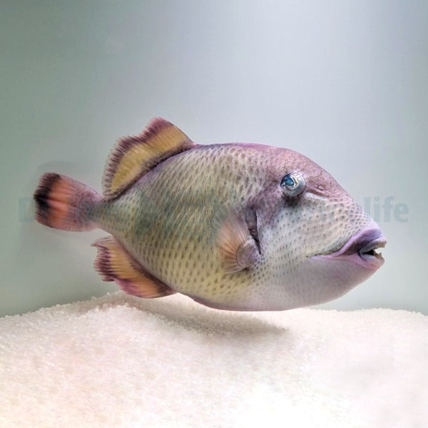 Balistoides viridescens