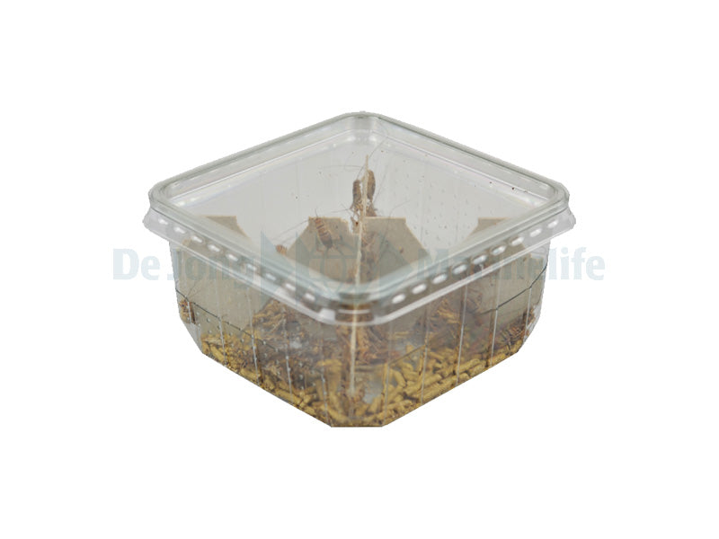 Curly Wing Fly Bulk - Ltr