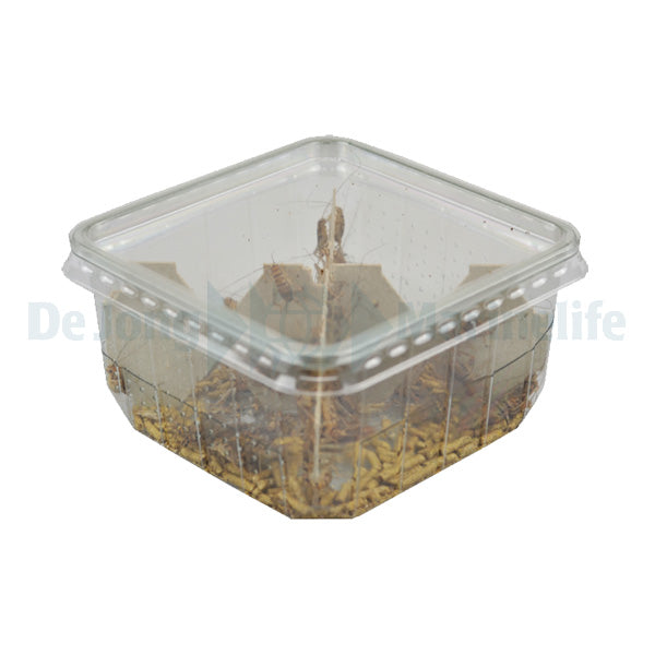 Curly Wing Fly Bulk - Ltr