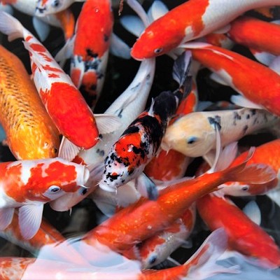 Cyprinus carpio   Bangkok koi B 5-6 cm