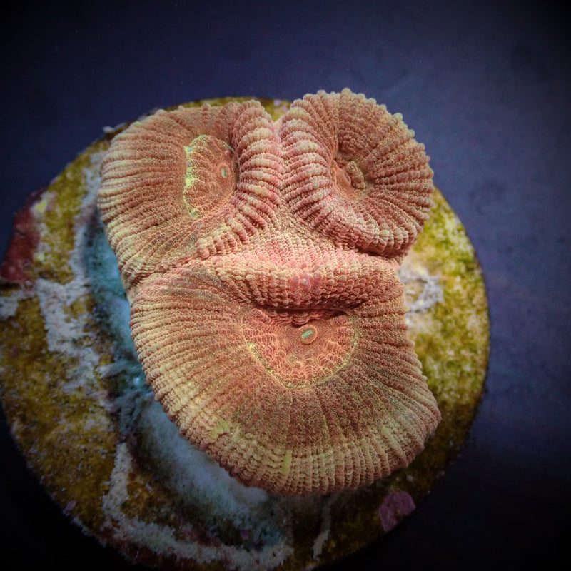 Barabattoia amicorum (Premium) (frag)