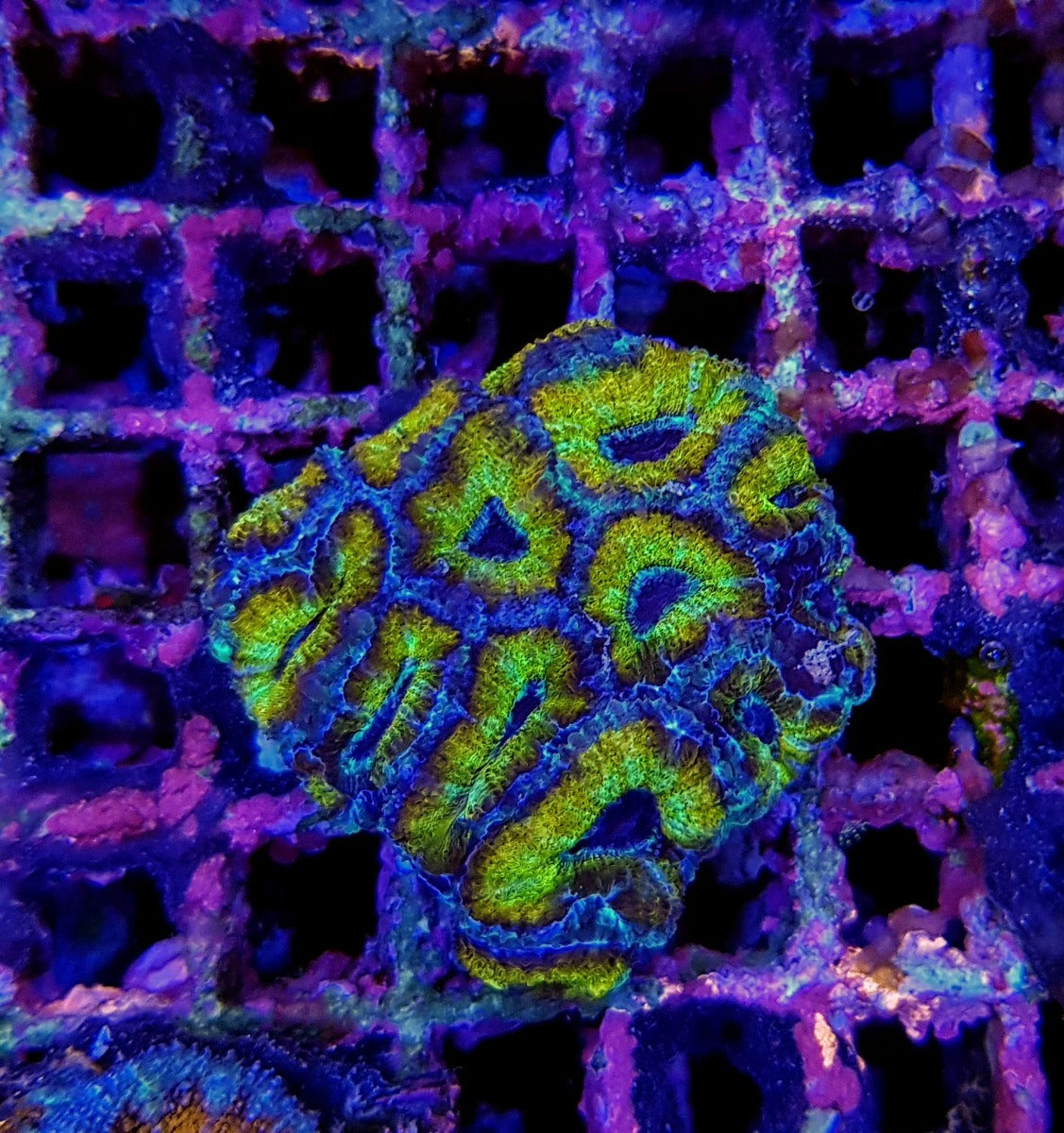 Acanthastrea lordhowensis (Green) (Premium) (frag)