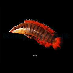 Belonepterygion fasciolatum