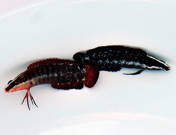 Belonepterygion fasciolatum (Pair)
