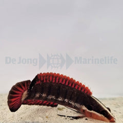 Belonepterygion fasciolatum