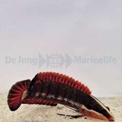 Belonepterygion fasciolatum