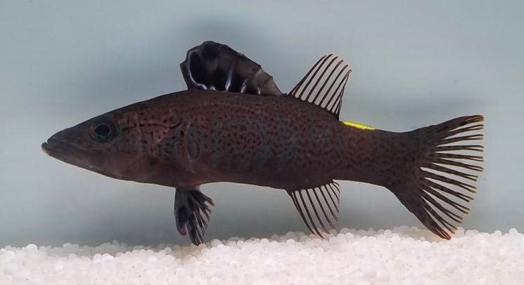 Belonoperca chabanaudi