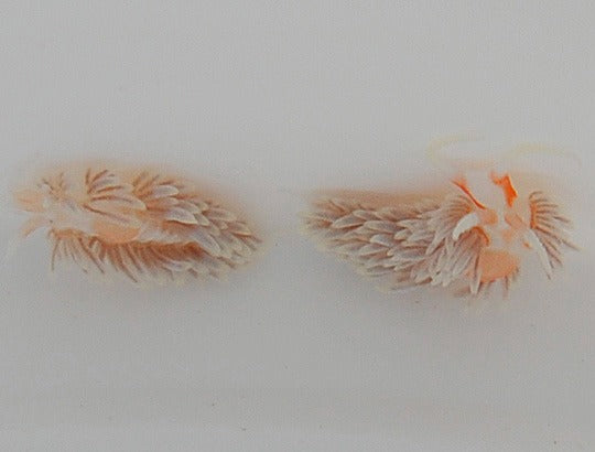 Berghia stephanieae
