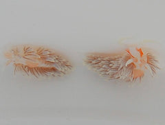 Berghia stephanieae