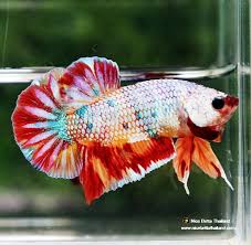 Giant multicolor betta XL