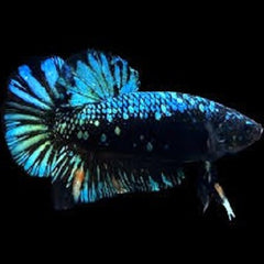 Betta man Halfmoon avatar