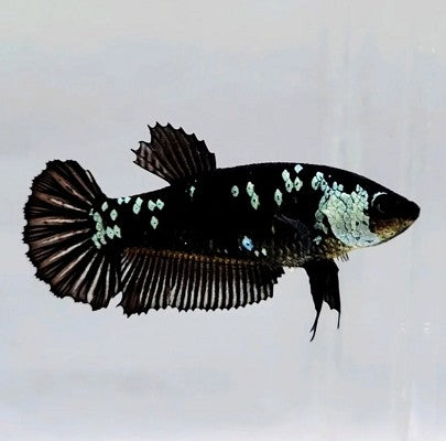 Betta black mamba female