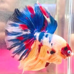 Betta man Halfmoon giant mix XL