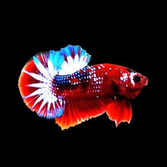 Betta man hellboy Spiderman