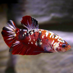 Betta splendens   Betta Iron Man M