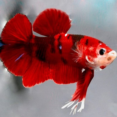 Betta splendens plakat koi L