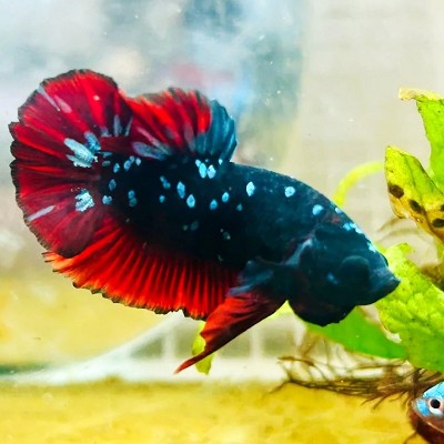 Betta splendens Betta plakat vampire