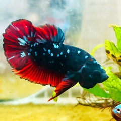 Betta splendens Betta plakat vampire