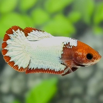 Betta red cap fancy copper female