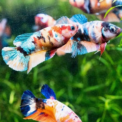 Betta splendens-Betta plakat vrouw mix