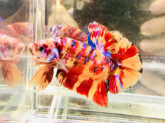 Giant multicolor betta XL