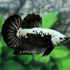 Betta black mamba male