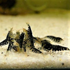 Neocaridina sp.   Black tiger shrimp