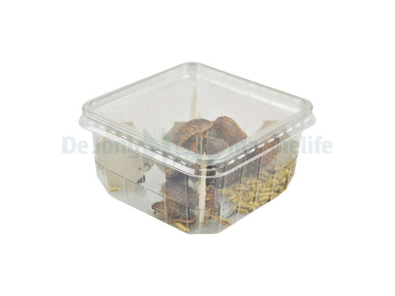 Blaptica Adult Tub - 15 pcs