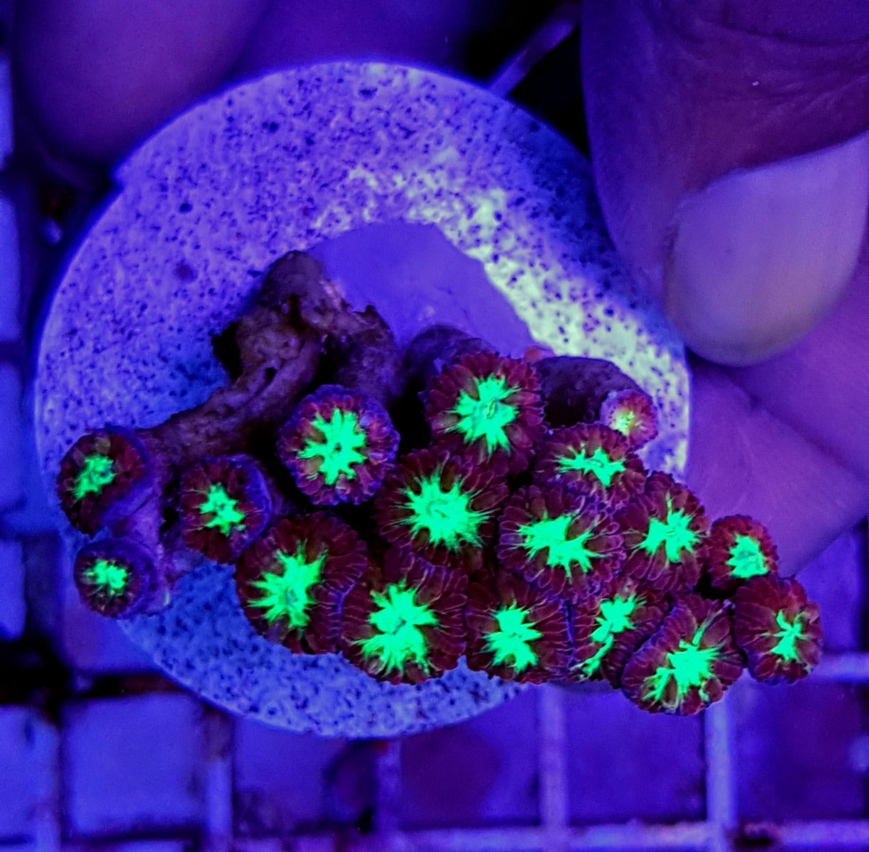 Blastomussa merletti (frag)