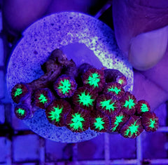 Blastomussa merletti (frag)