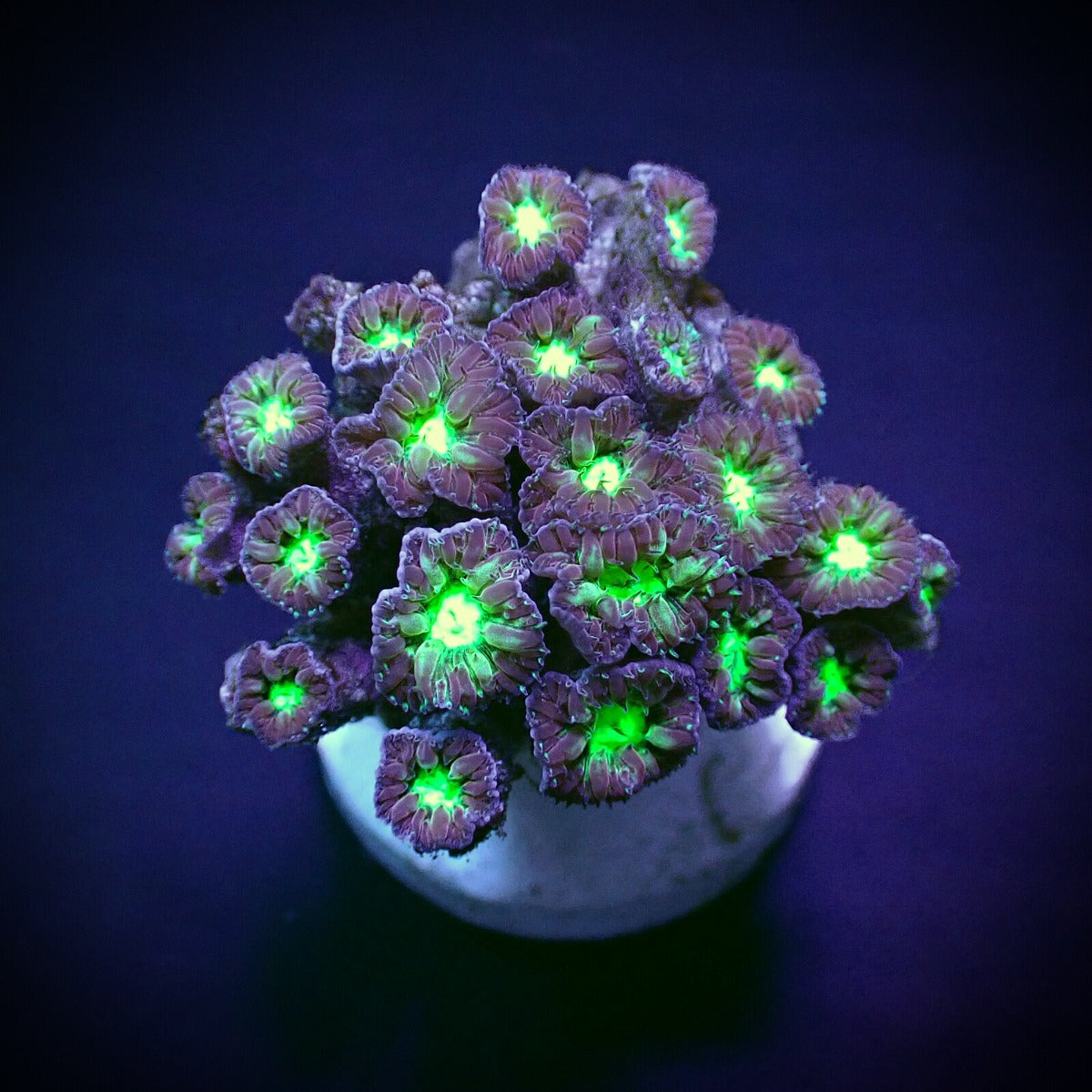 Blastomussa merletti (frag)