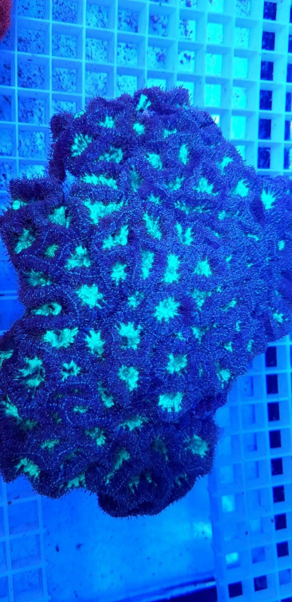 Blastomussa wellsi (Green) (8-9 hds.)