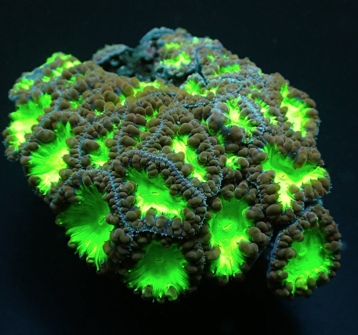 Blastomussa wellsi (Green) (3 hds.)