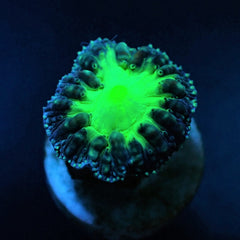 Blastomussa wellsi (Green) (3 hds.) (frag)