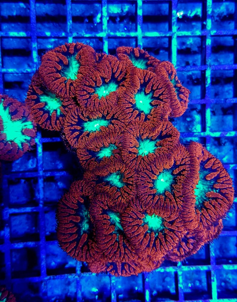 Blastomussa wellsi (Premium) (3 hds.)