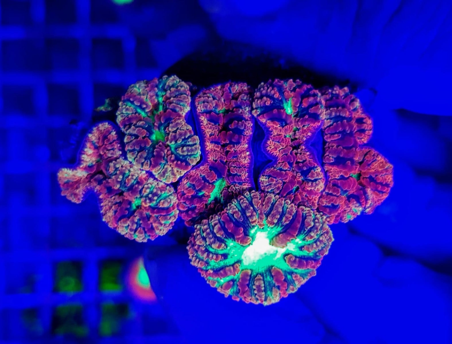 Blastomussa wellsi (Premium) (6-7 hds.)