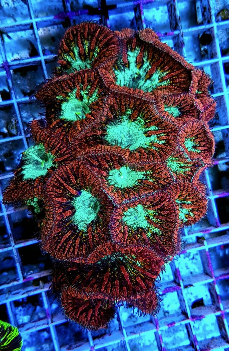 Blastomussa wellsi (Premium) (6-7 hds.)