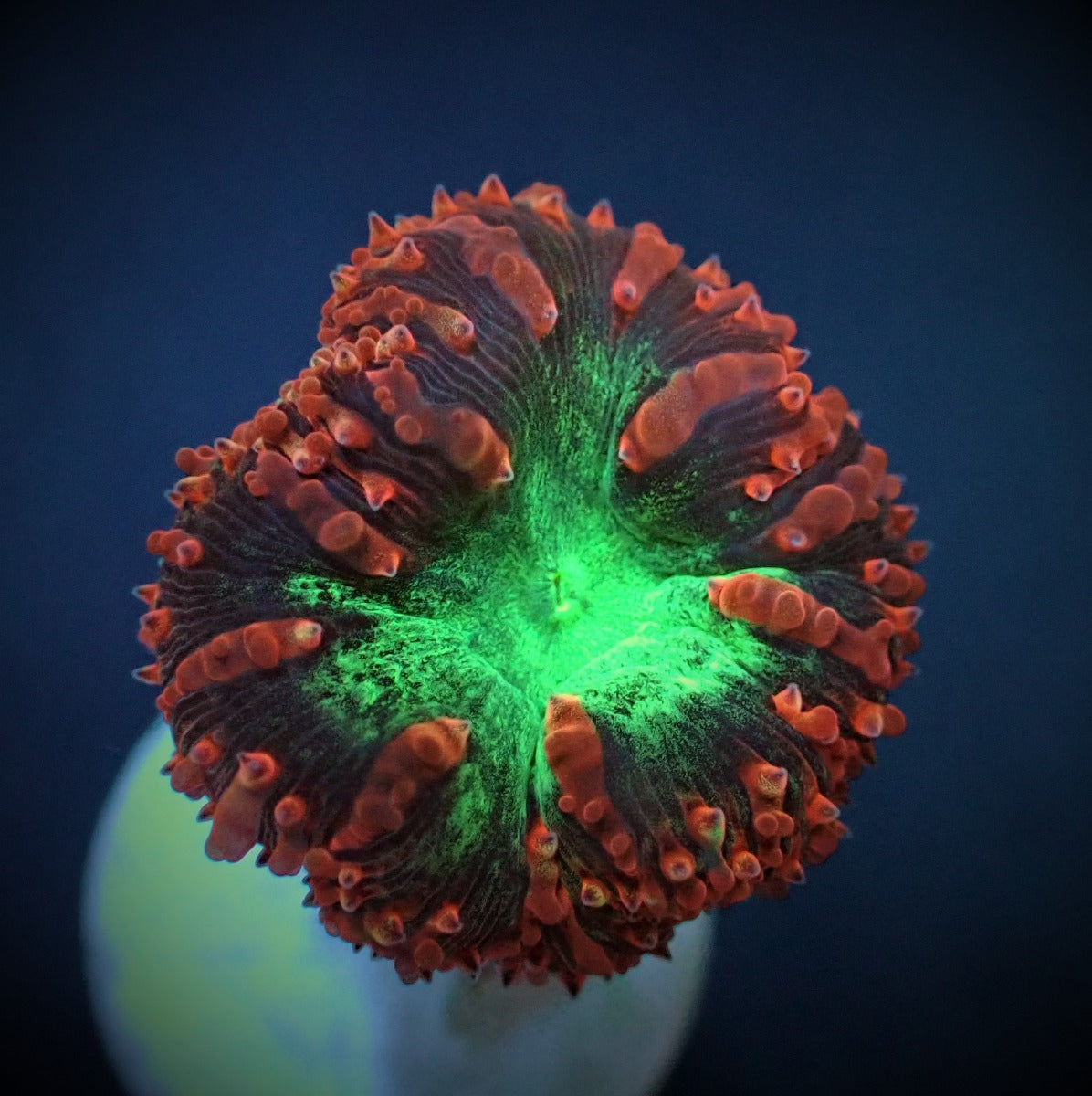 Blastomussa wellsi (Premium) (3 hds.) (frag)