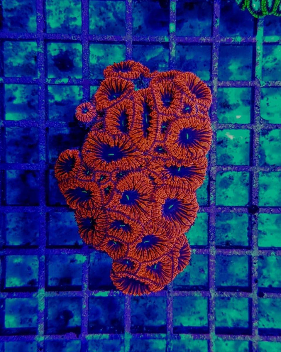 Blastomussa wellsi (Red) (8-9 hds.)