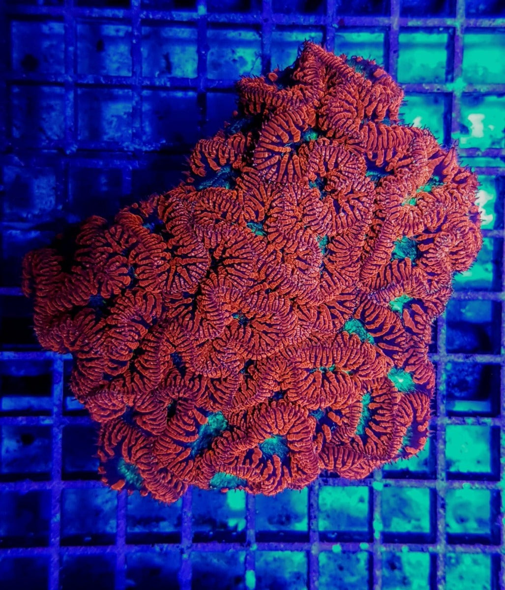 Blastomussa wellsi (Red) (4-5 hds.)